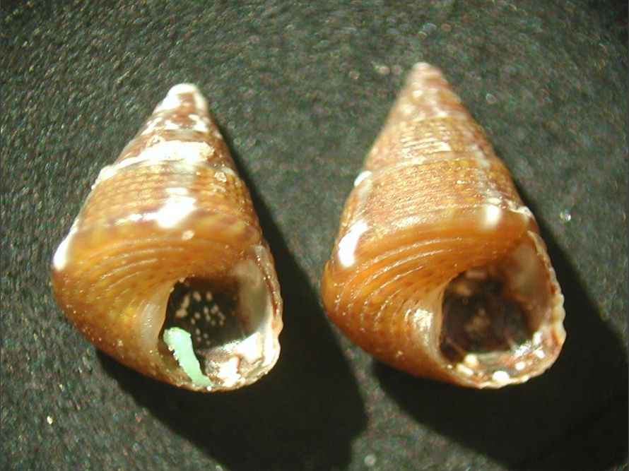 Jujubinus gravinae